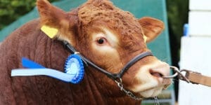 161208-bull